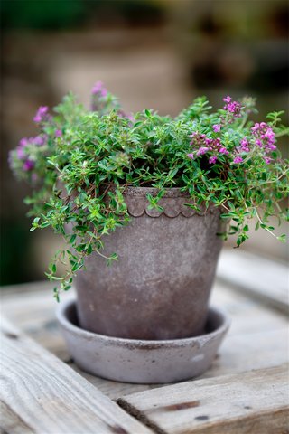 Luxury Flower Pots