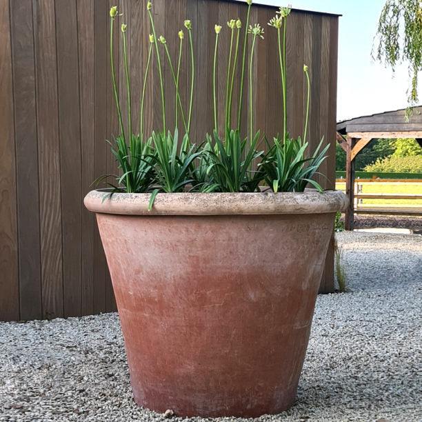 Camelia Terracotta Vase/Pot