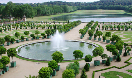 Versailles Citrus Planter