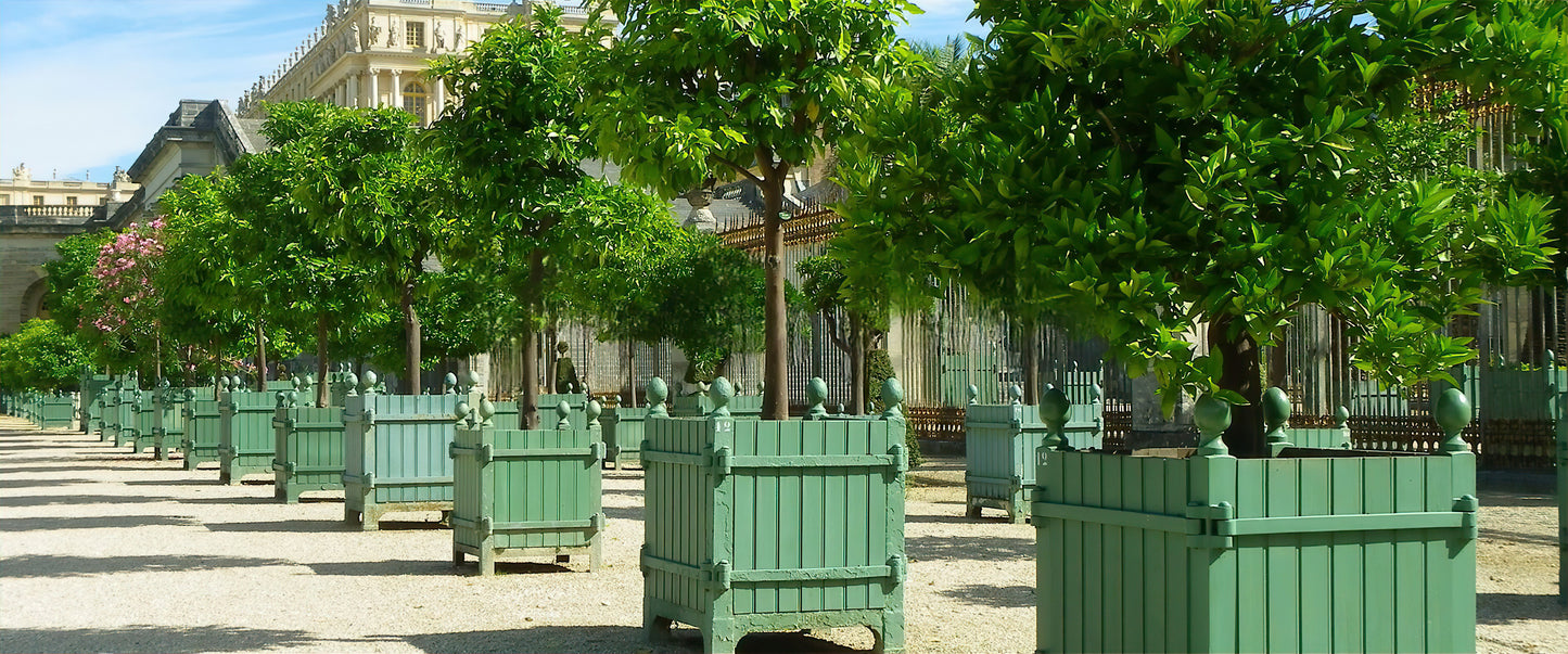 Versailles Citrus Planter