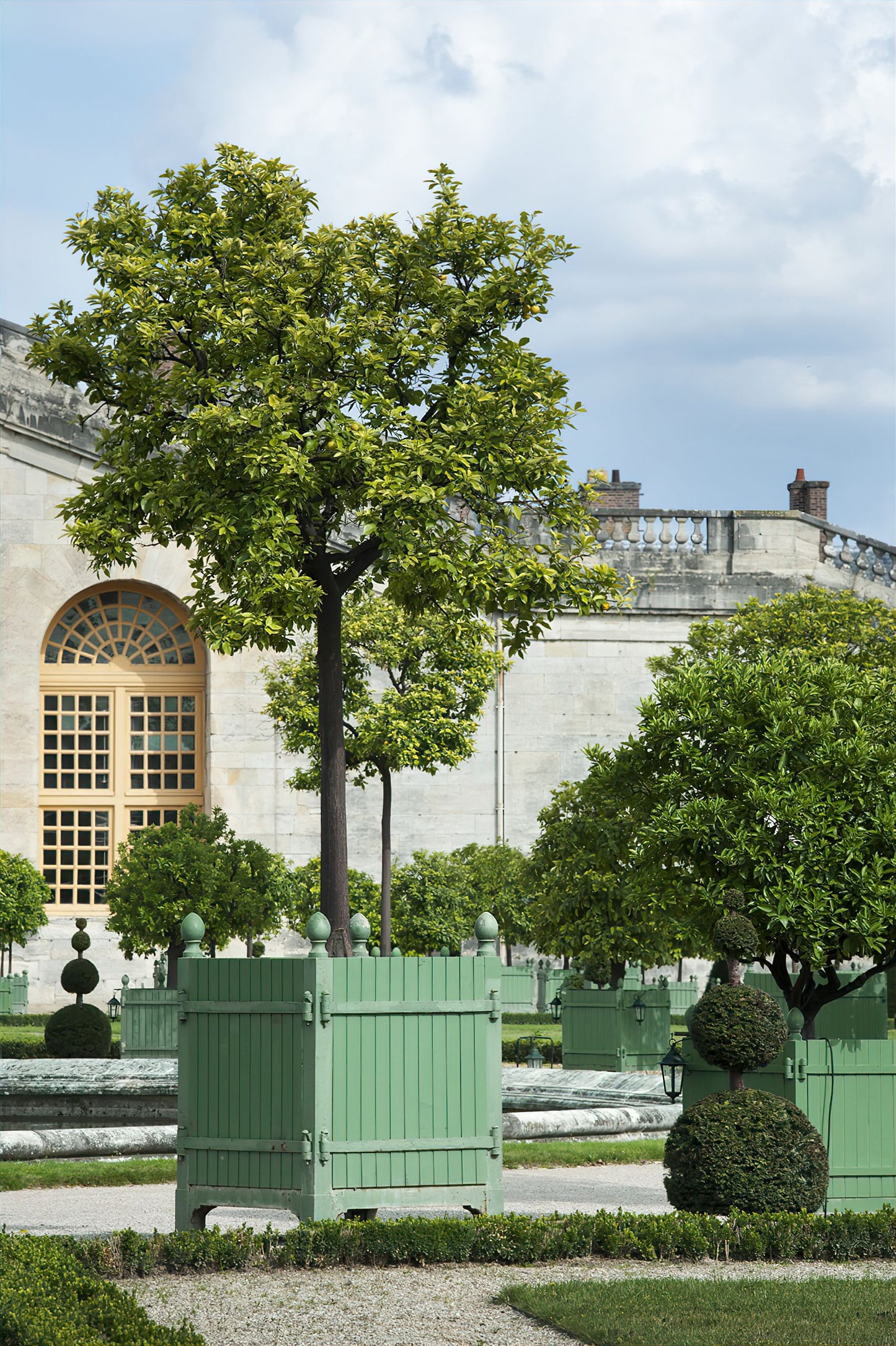 Versailles Citrus Planter