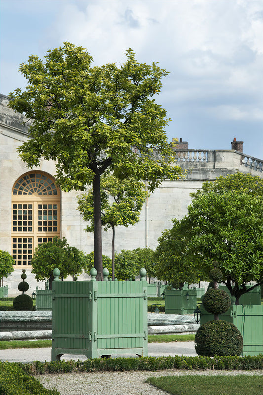 Versailles Citrus Planter