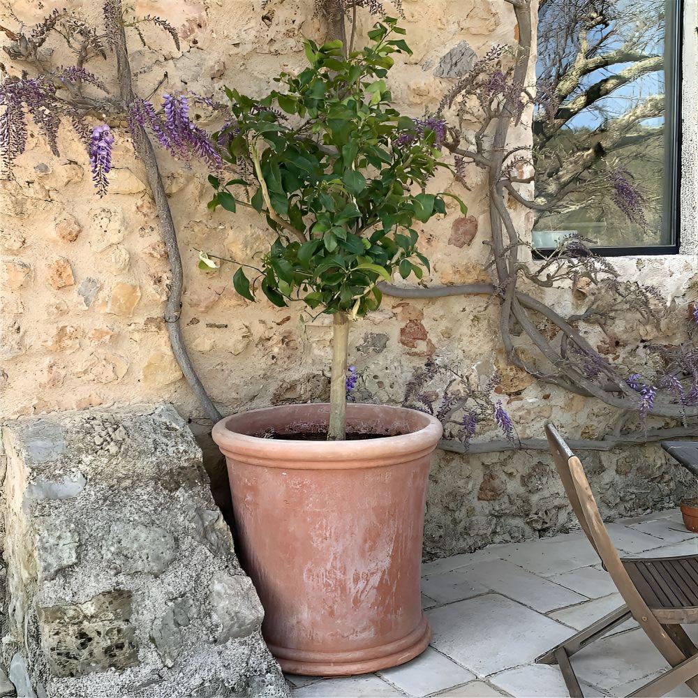 Terracotta Pot by Arabella Lennox Boyd
