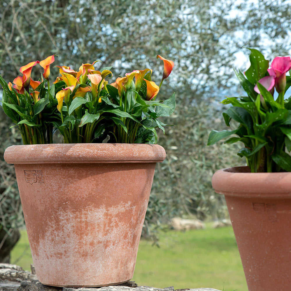 Vaso Camelia Terracotta Pot