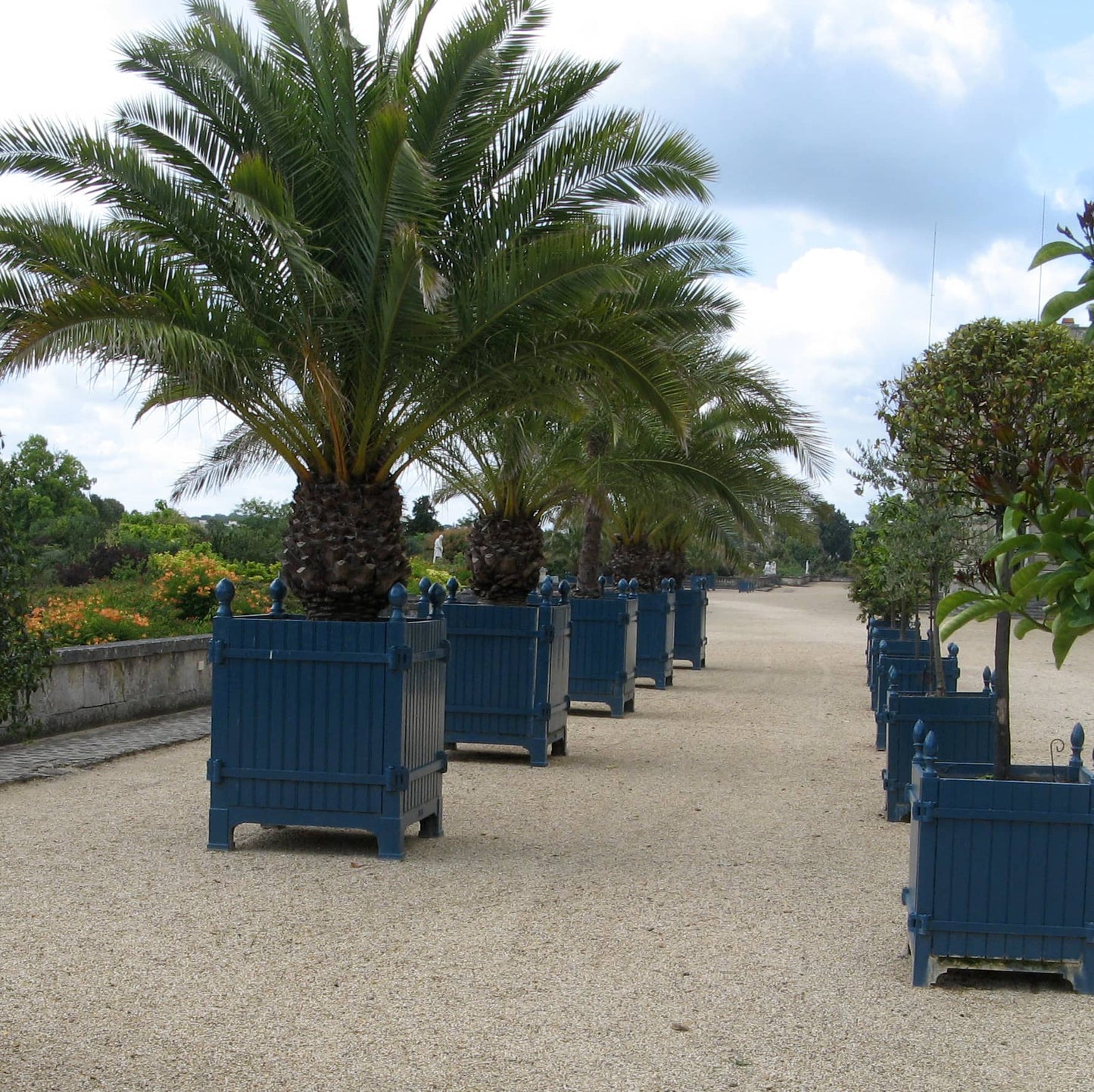 Versailles Citrus Planter