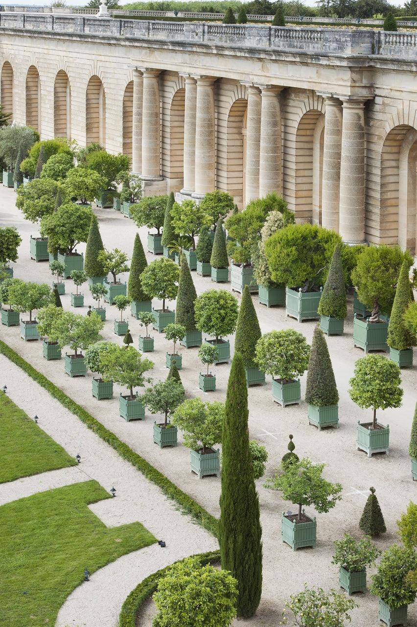 Versailles Citrus Planter